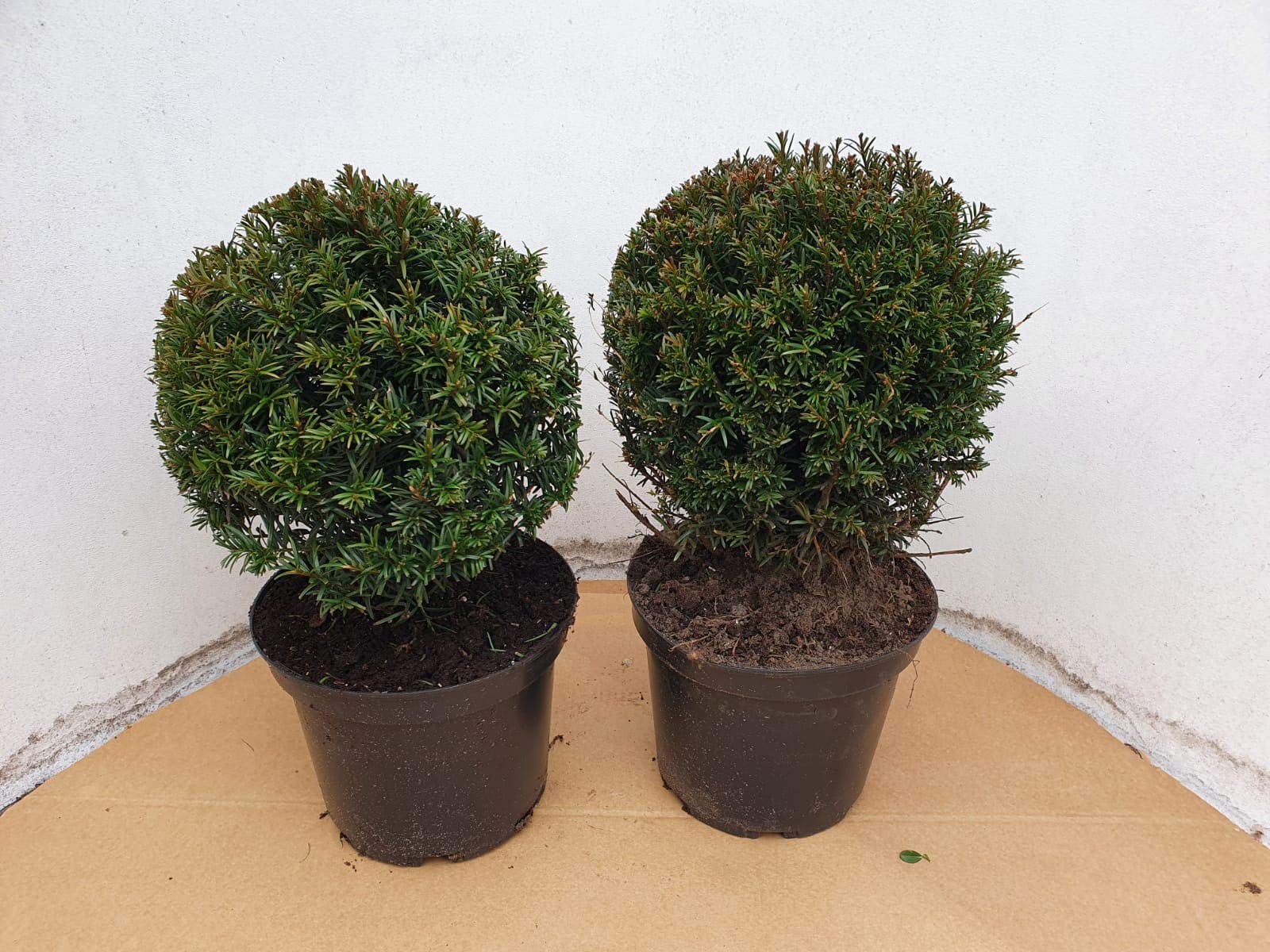 kaktus zimmerpflanze kaufen Mini-Kaktus-Set – ↕5–10 cm – Ø5,5 cm – 9 Stück — Planten247.nl
