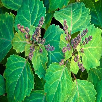 5 Premium Fragrant Pogostemon Cablin Patchouli Patchouly, Herb Seeds, Non-GMO & Untreated Seeds, Perennial, Attracts Pollinators -QAUZUY GARDEN