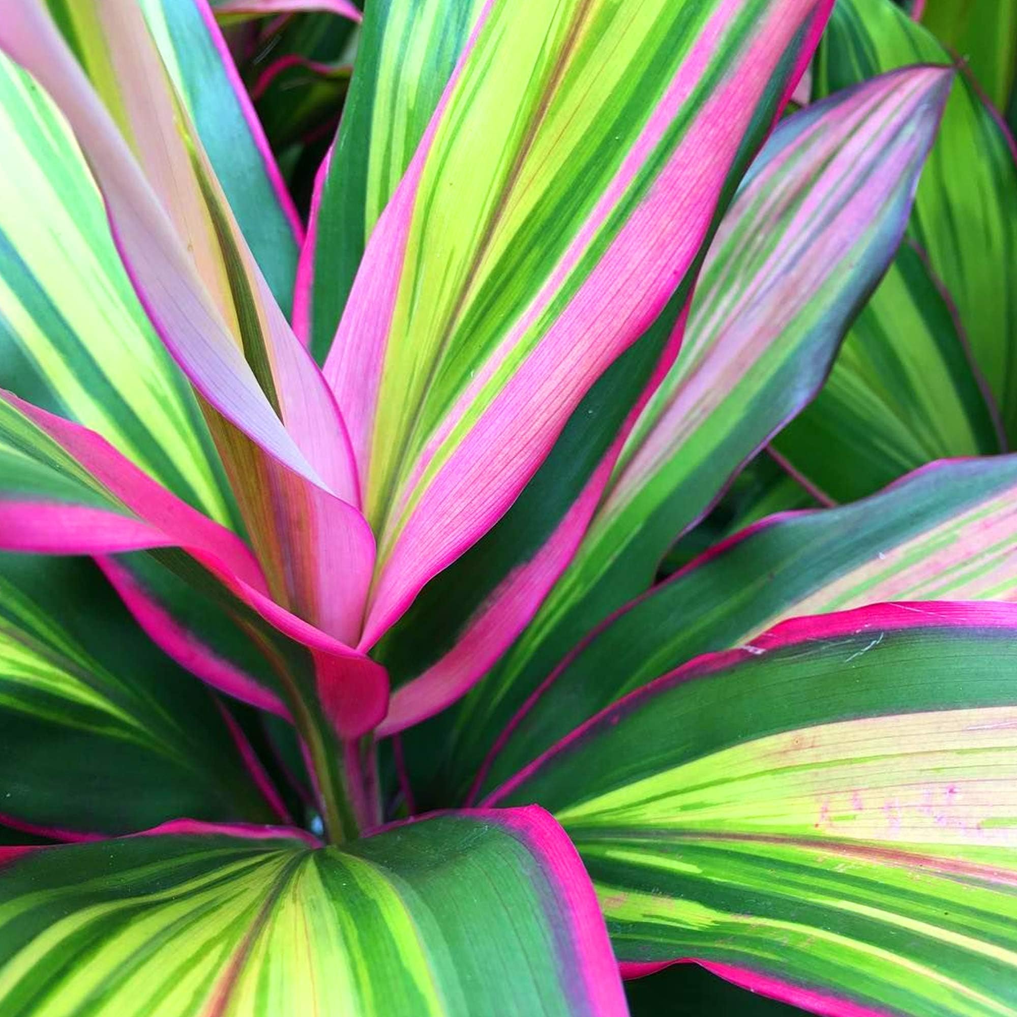 1 x GardenersDream Cordyline Kiwi Plant in Pot - Healthy Air Purifying Indoor Plant - Low Maintenance Colourful Evergreen Plants - Live Indoor Plant for House or Office (12cm Pot, 30-40cm)
