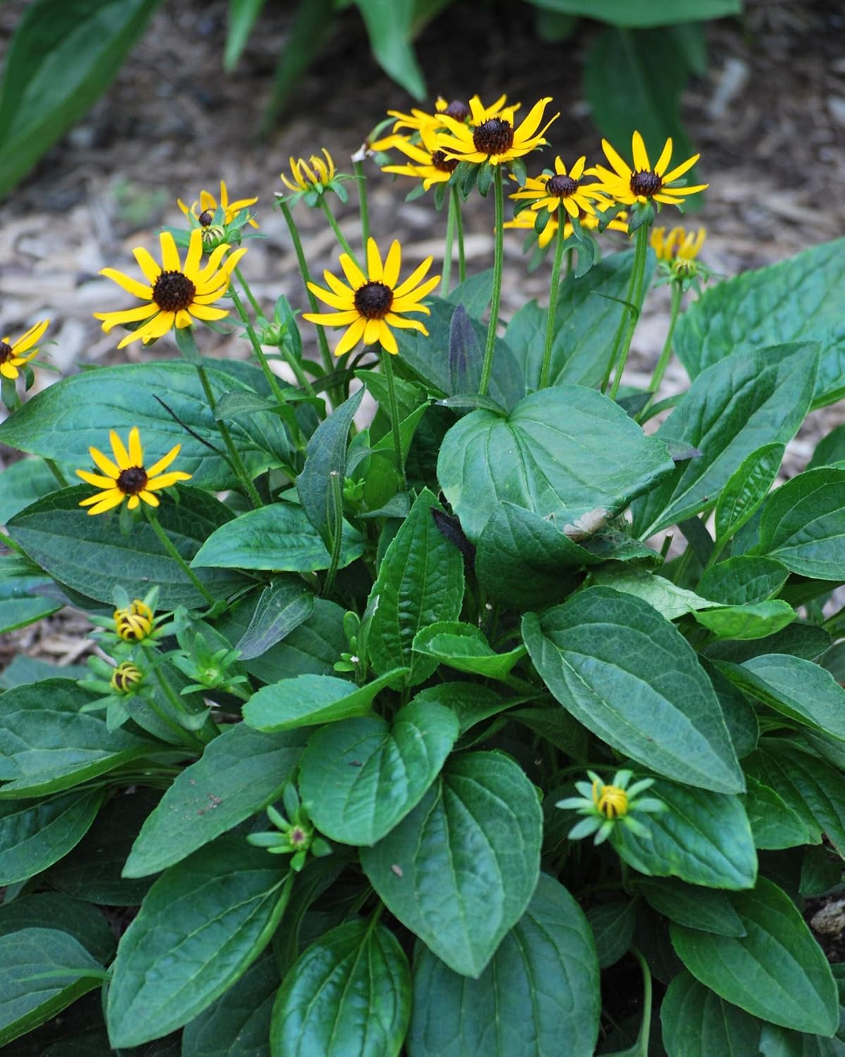 Perennial Farm Marketplace Rudbeckia f. 'Little Goldstar' (Dwarf Black Eyed Susan) Perennial, Size-#1 Container, Golden Yellow Flowers