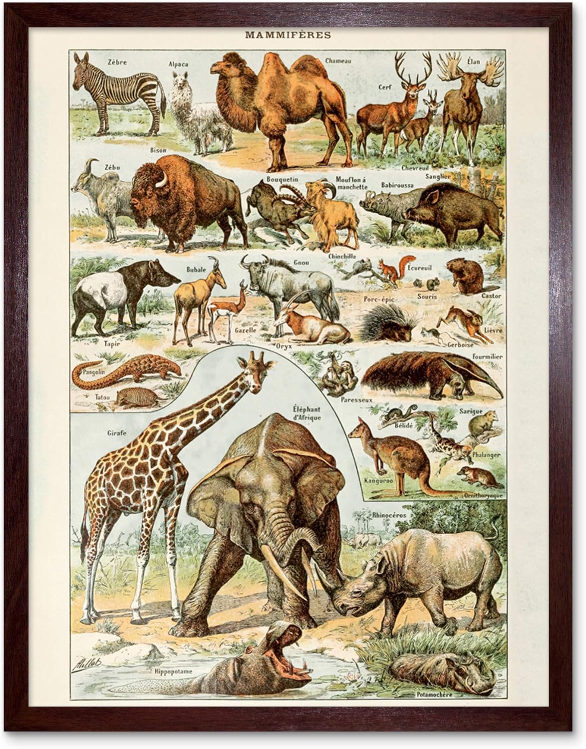 Artery8 Millot Encyclopedia Page Mammals Camel Giraffe Unframed Wall Art Print Poster Home Decor Premium