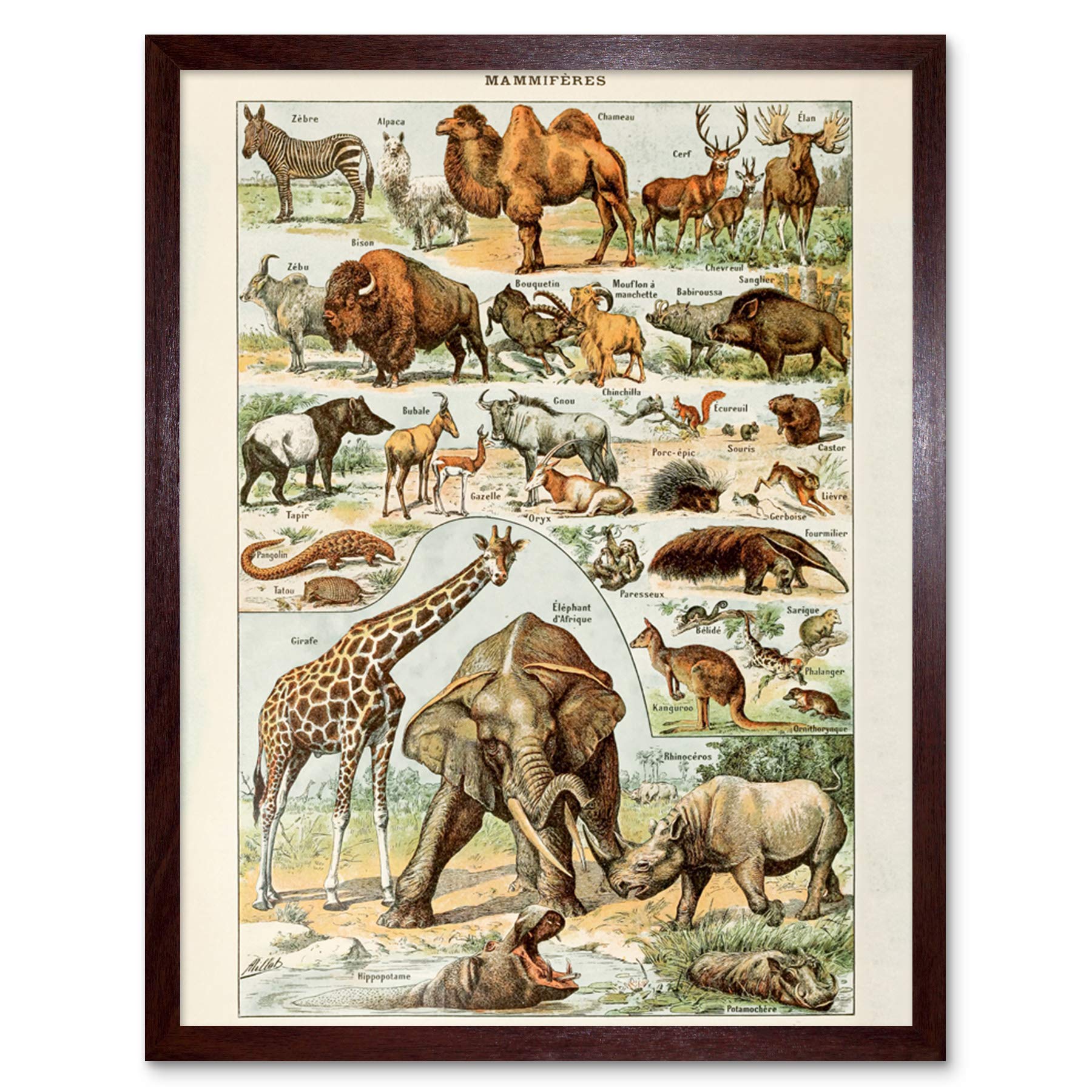 Artery8 Millot Encyclopedia Page Molluscs Shells Art Print Framed Poster Wall Decor 12x16 inch — view 19