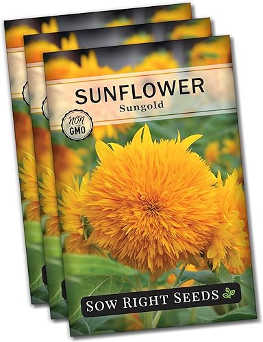 Sow Right Seeds - Semillas de girasol enano Sungold para plantar - Paquete de reliquia sin OMG con instrucciones para cultivar - Variedad corta,
