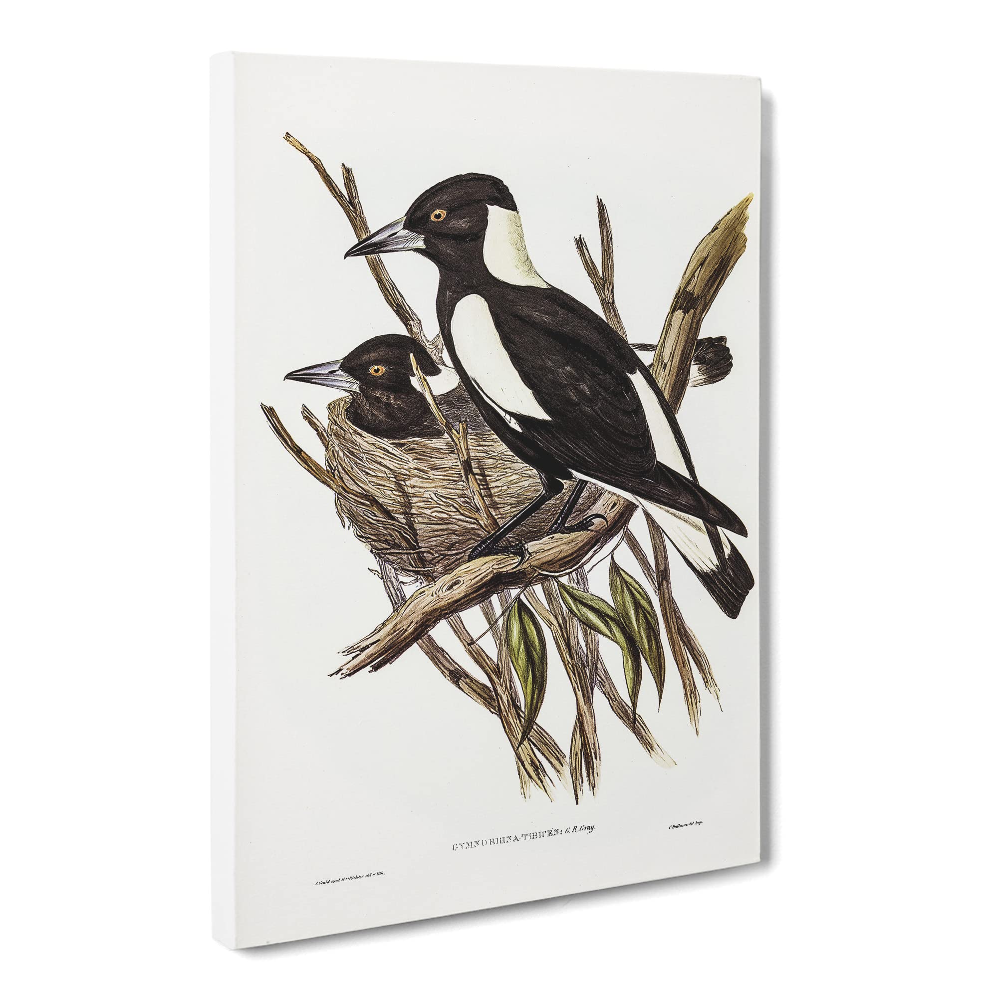 Piping Crow Shrike Birds By Elizabeth Gould Canvas Print, Mixed, 25L x 50W cm