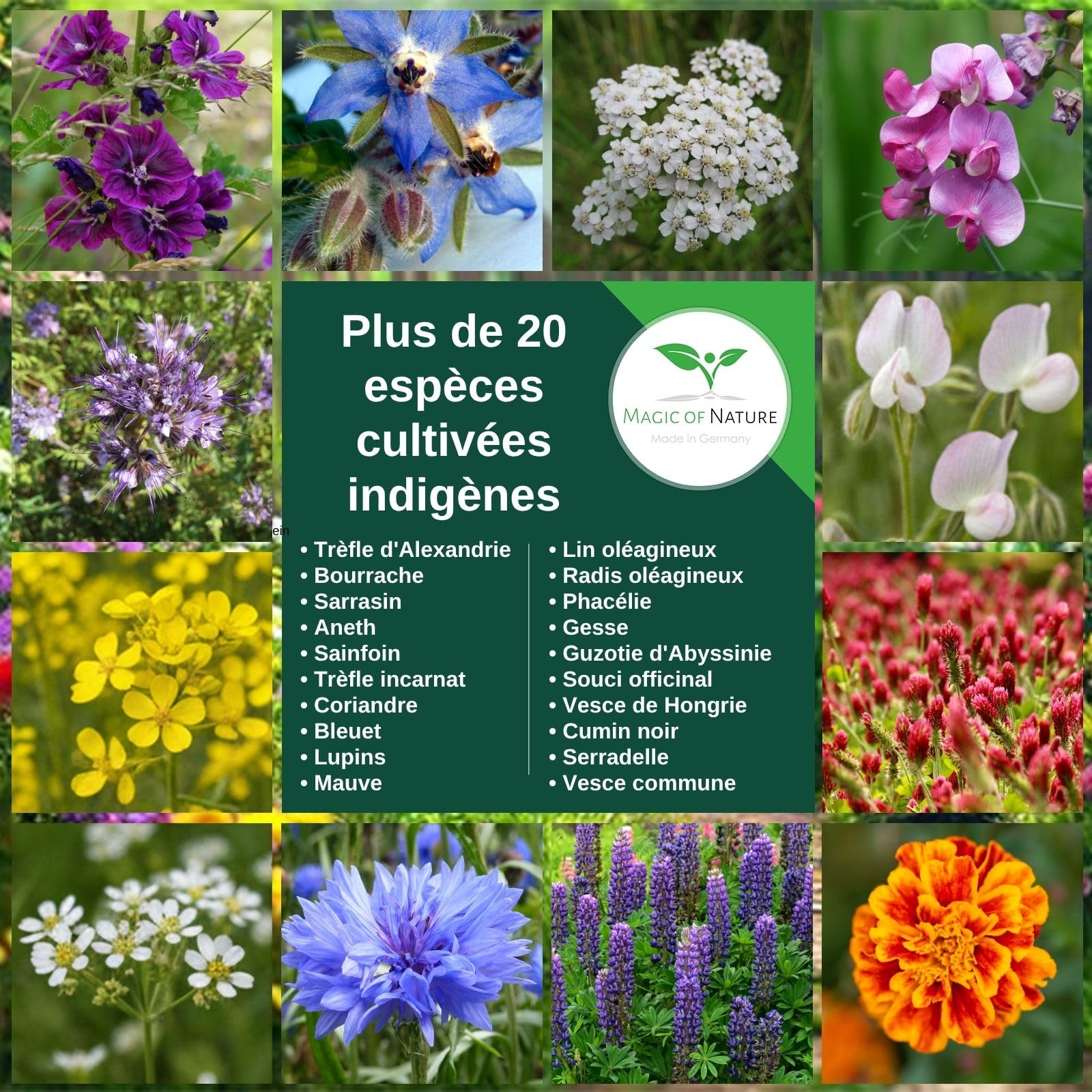 Magic of Nature: Mélange Graines Fleurs - Paradis des Abeilles (2,5 kg) | Prairie Fleurie Mellifère - Plus de 20 Variétés pour 750 à 1.250 m²