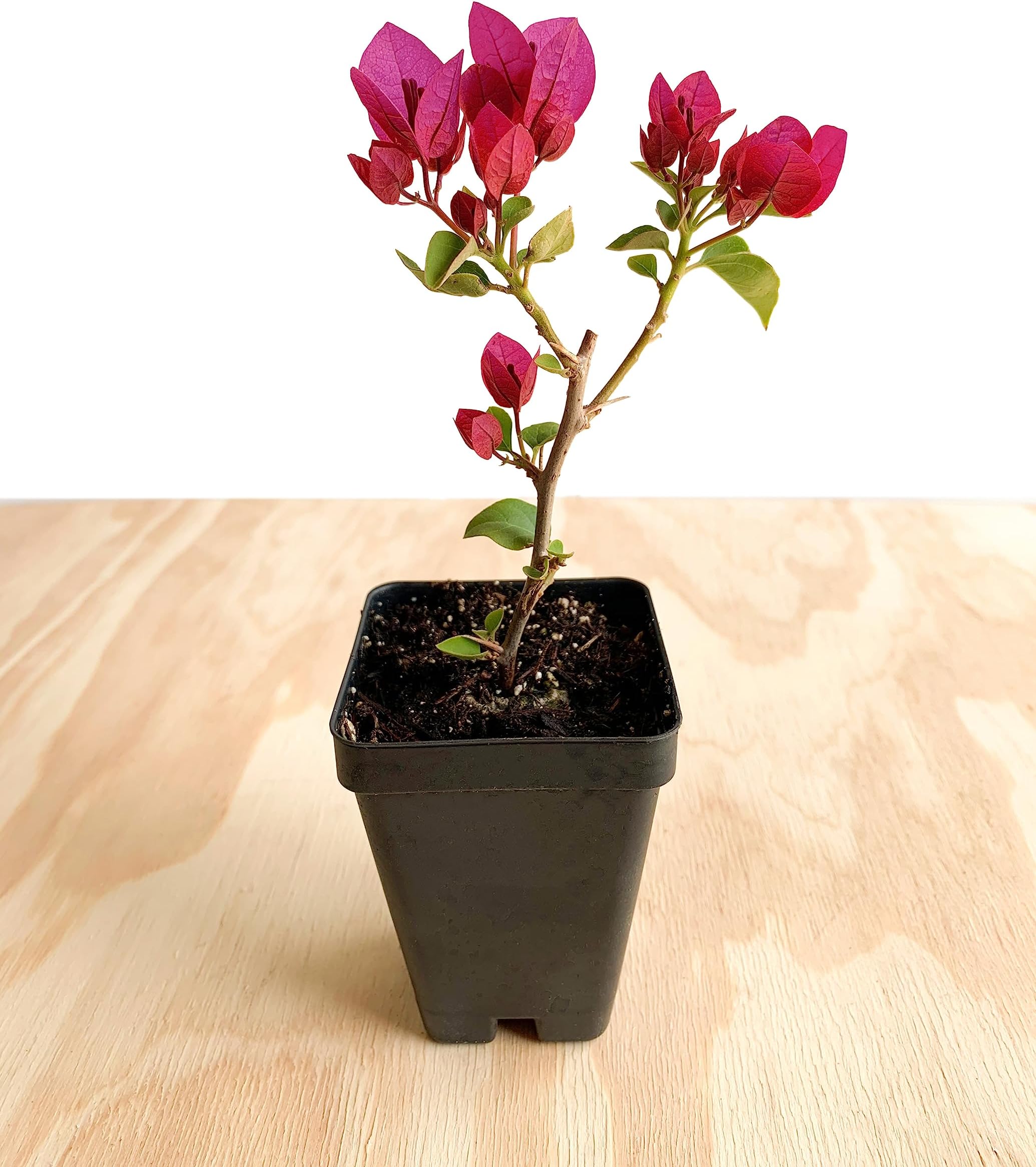Bougainvillea Magenta/Red 'Barbara Karst' - 2.5 inch Pot