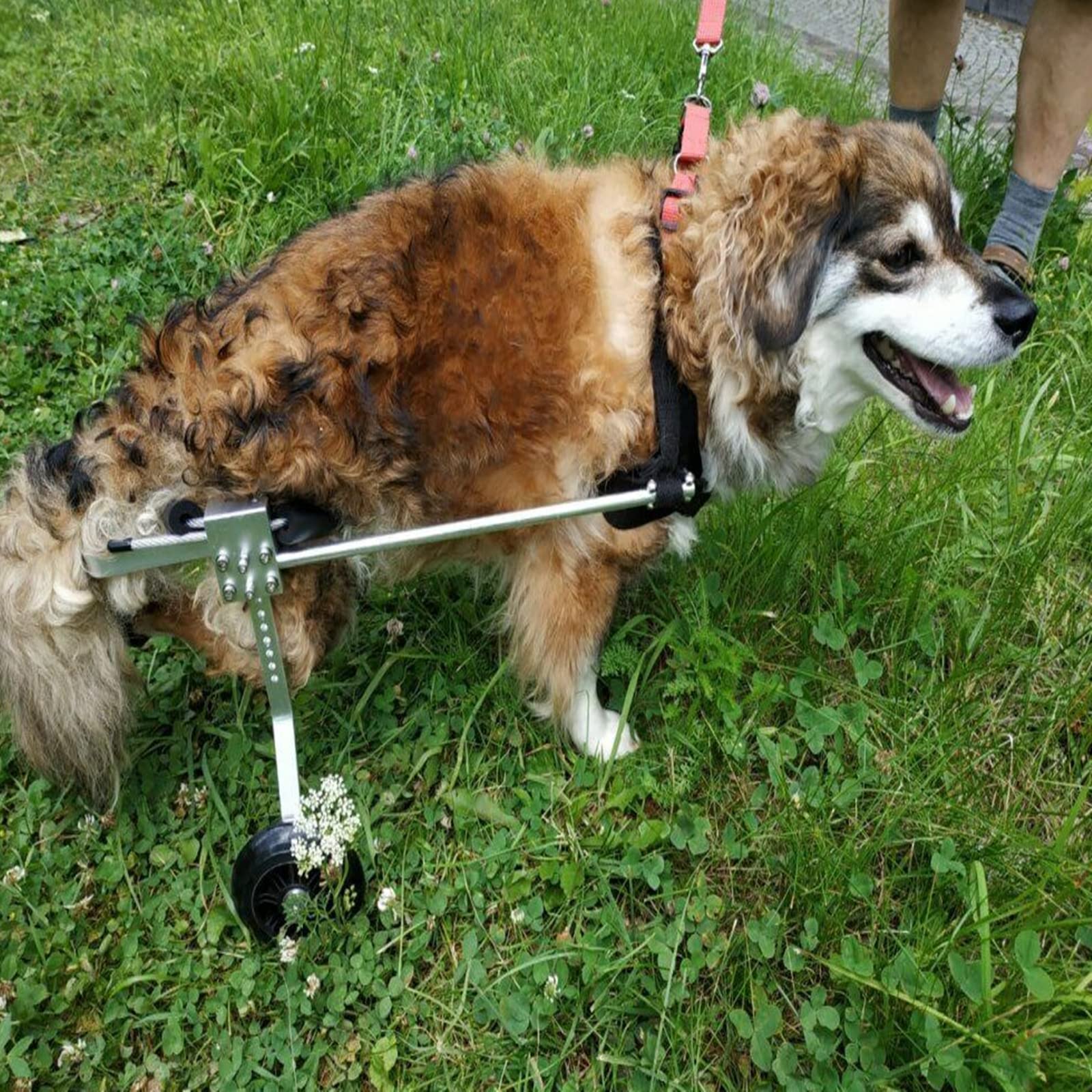 Buy Pet Dog Wheelchair for Back Legs, Medium Dog Wheelchair for 3141cm