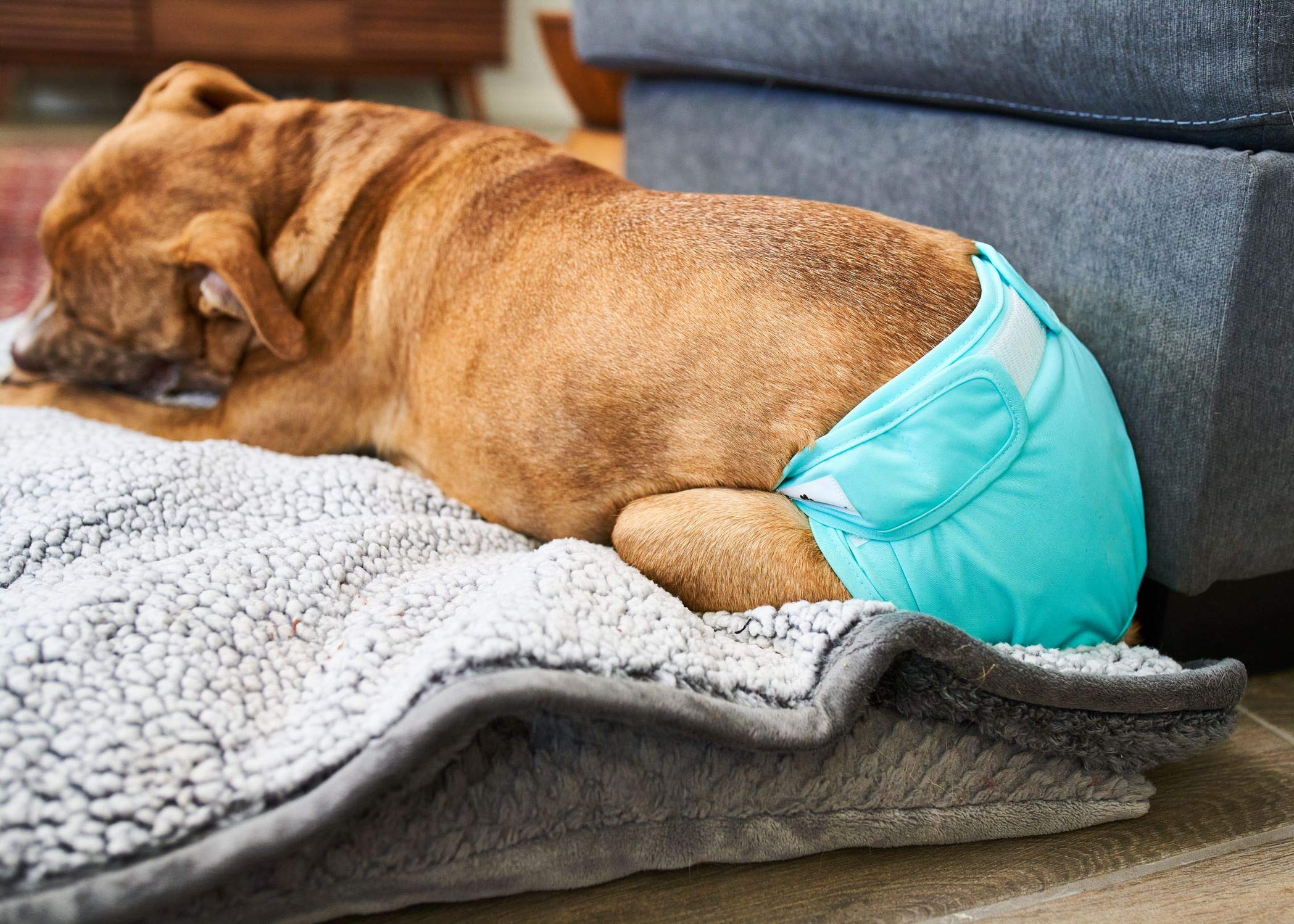 Pet Parents Washable Dog Diapers (3pack) of Durable Doggie Diapers