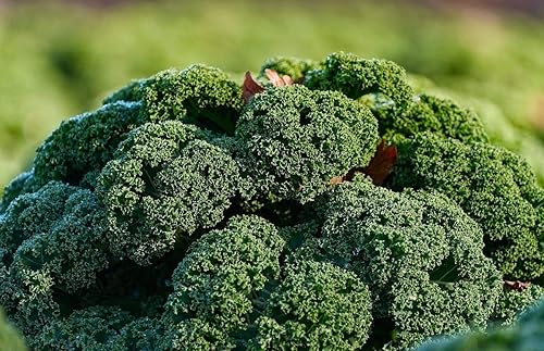 Miniatura 2 de Col rizada de dinosaurio - Repollo gigante - Vegetal de reliquia - Sin OMG