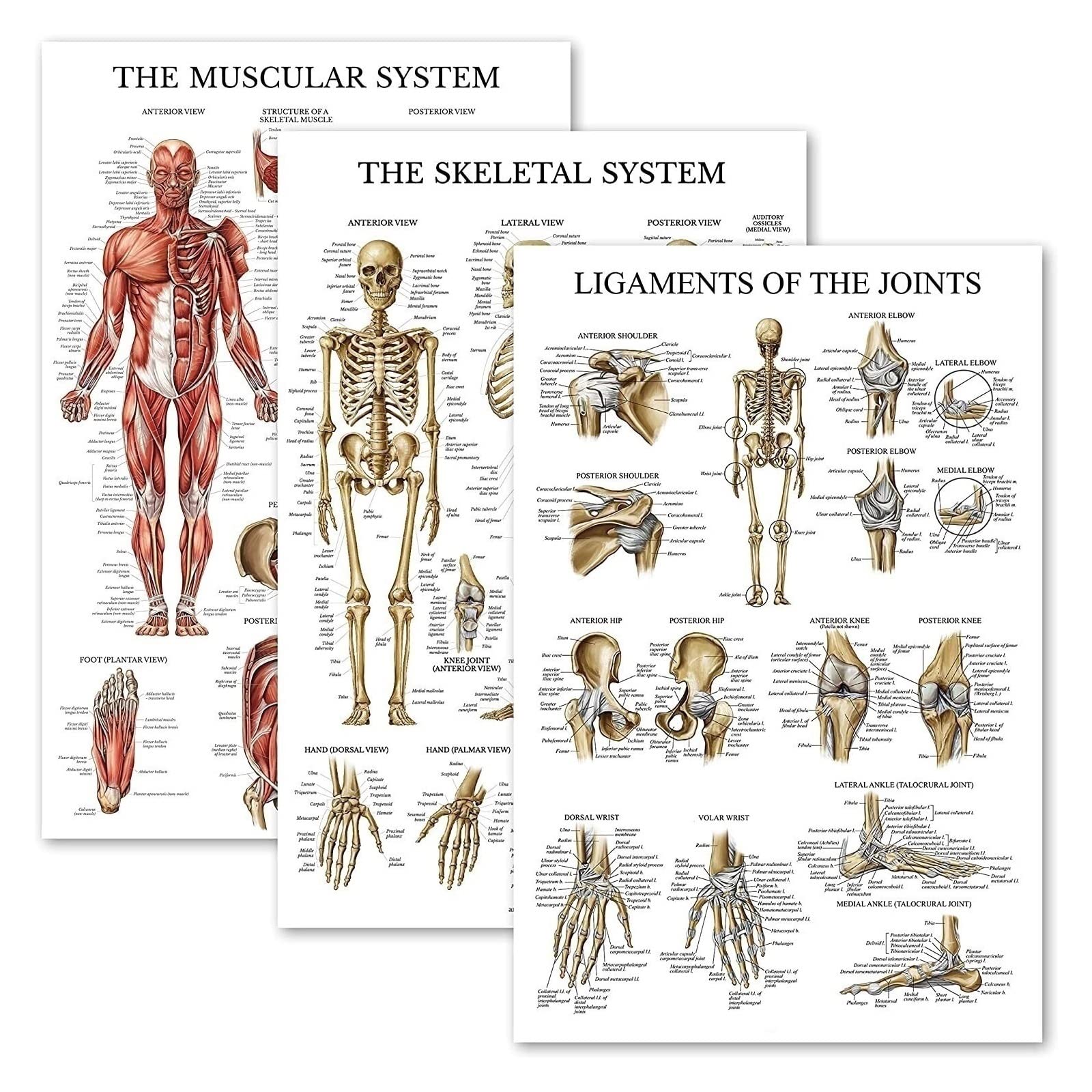 LOVEWLVNCL 3 Pack Anatomy Chart Set- Muscle + Skeleton + Ligaments of the Joints Anatomy Poster Set - Muscular and Skeletal System Anatomical Charts - 18" x 27"