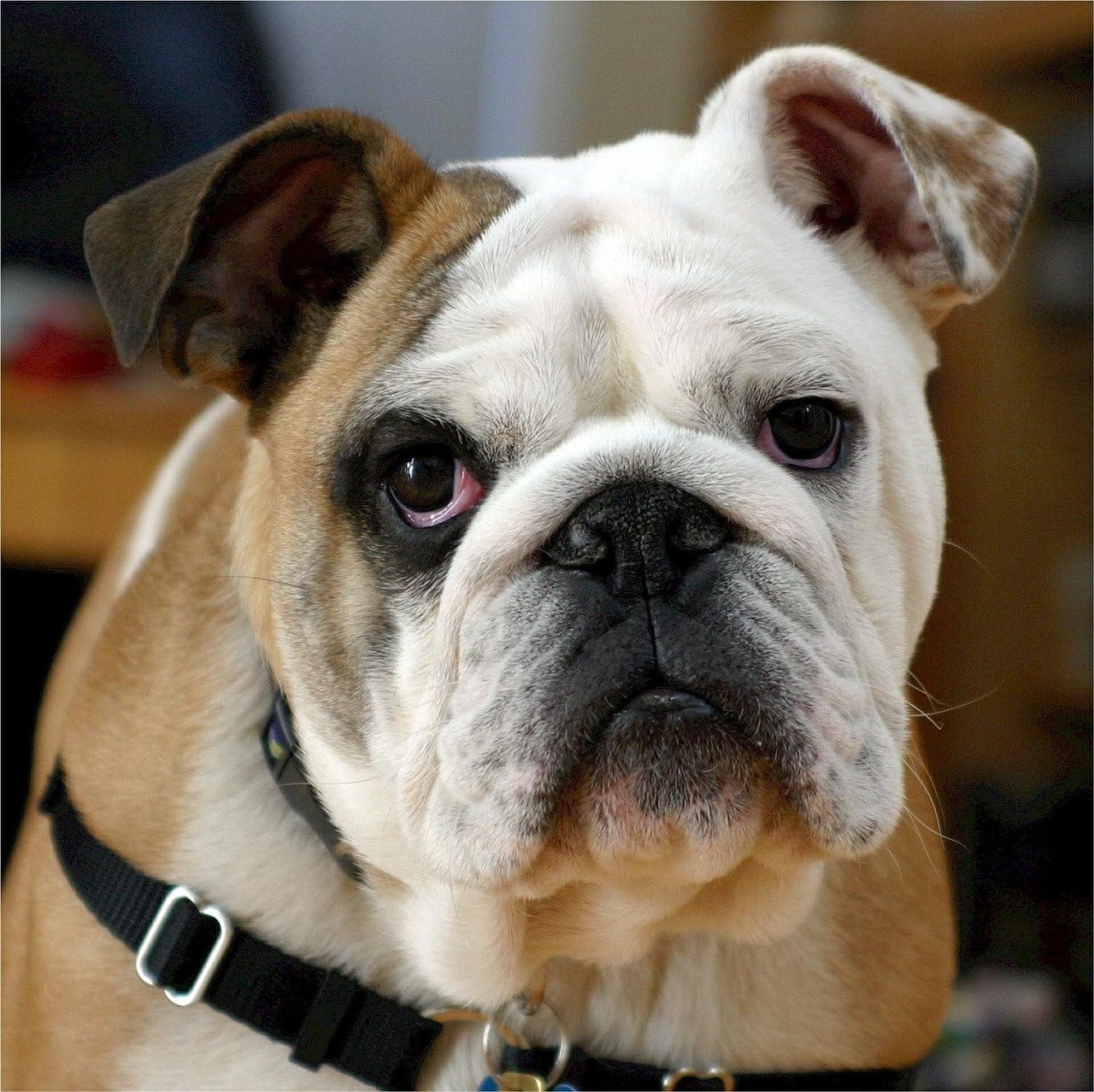 1000 Pieces Puzzles for Adults - Funny Bulldog Animal Challenging Jigsaw Puzzle, Daring to Try, Family Entertainment Interactive Fun Jigsaw Puzzle Gifts