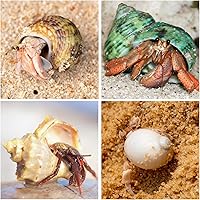 Vista 5 de 21 conchas de cangrejo ermitaño Surtido de conchas de mar naturales de 1.3 a 3.2 pulgadas Turbo de crecimiento para cangrejos pequeños a