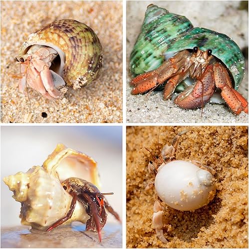 Miniatura 3 de 21 conchas de cangrejo ermitaño  Surtido de conchas de mar naturales de 1.3 a 3.2 pulgadas  Turbo de crecimiento para cangrejos pequeños a medianos