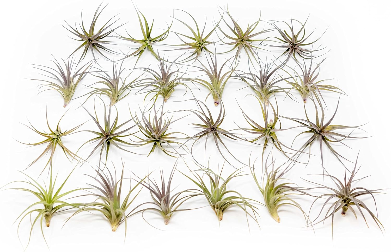 25 Pack Air Plants Tenuifolia - Live Succulent House Plants - Available in Wholesale and Bulk - Home and Garden Decor - Easy Care Indoor/Outdoor Air Plant