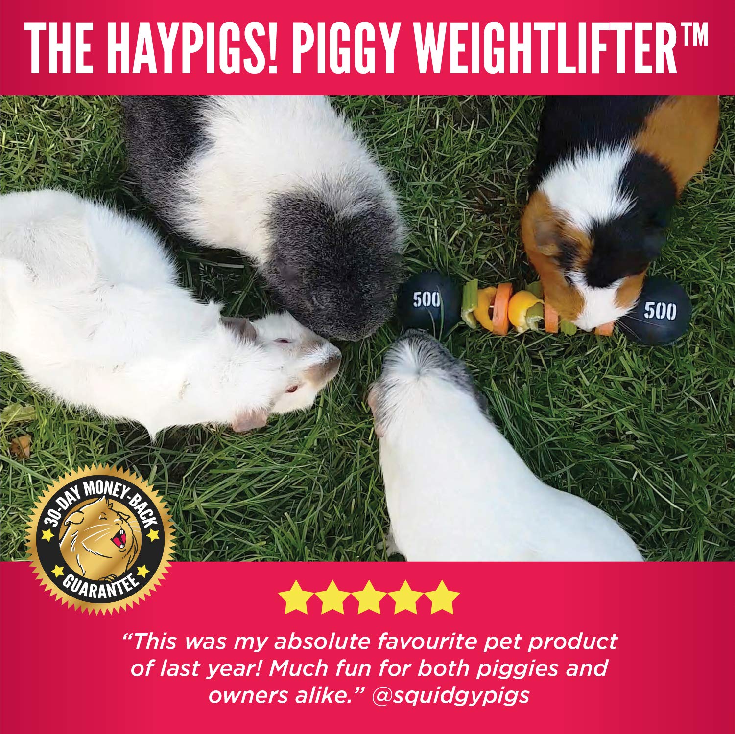 HAYPIGS Guinea Pig Toys and Accessories Circus themed PIGGY
