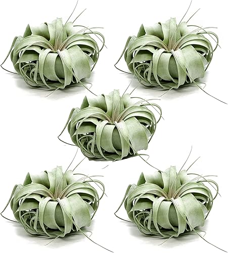 ragnaroc Planta de aire vivo Tillandsia Xerographica Jumbo de 6 a 9 pulgadas 5 unidades ideal para regalos y regalos plantas de interior vivas y