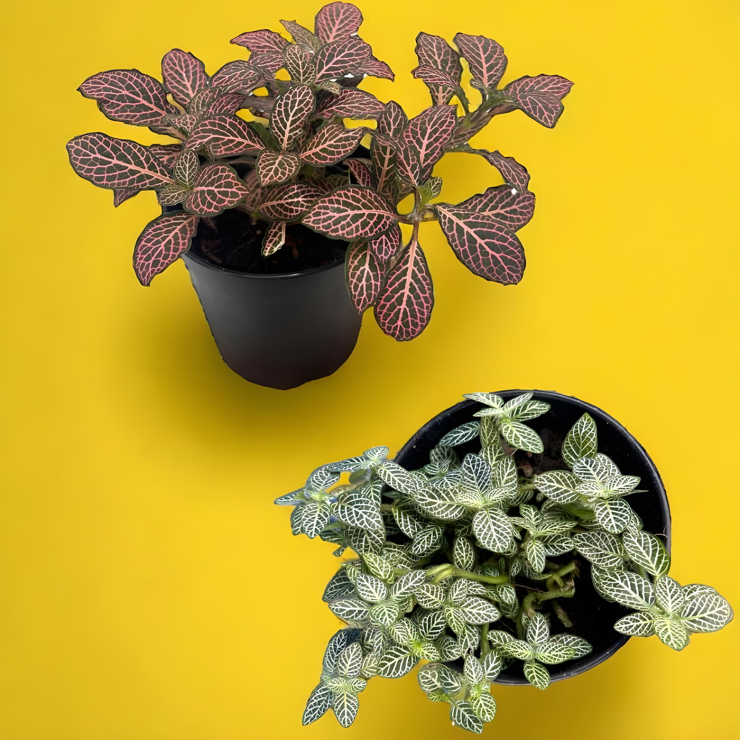 Amulya FARMS & NURSERY Indoor Plants for Living Room, Home, Kitchen & Office Decor | Air Purifier Live Plant | Also Known as Nerve Plant | Black Pot Included (Fit Combo) (B0CLQ3ZK3C) Amazon Price History, Amazon Price Tracker