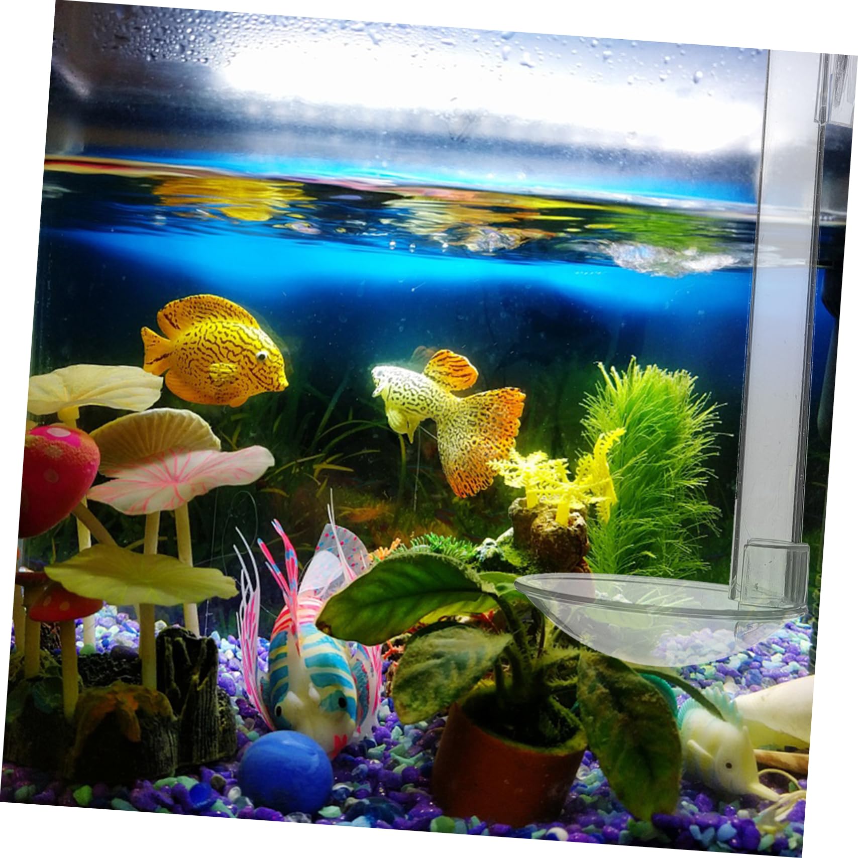 HANABASS 5sätze -fischfütterungsrohr Und Garnelenfütterungsring Für Präzises Füttern Im Aquarium Transparent Rohrbürste Und Futterring