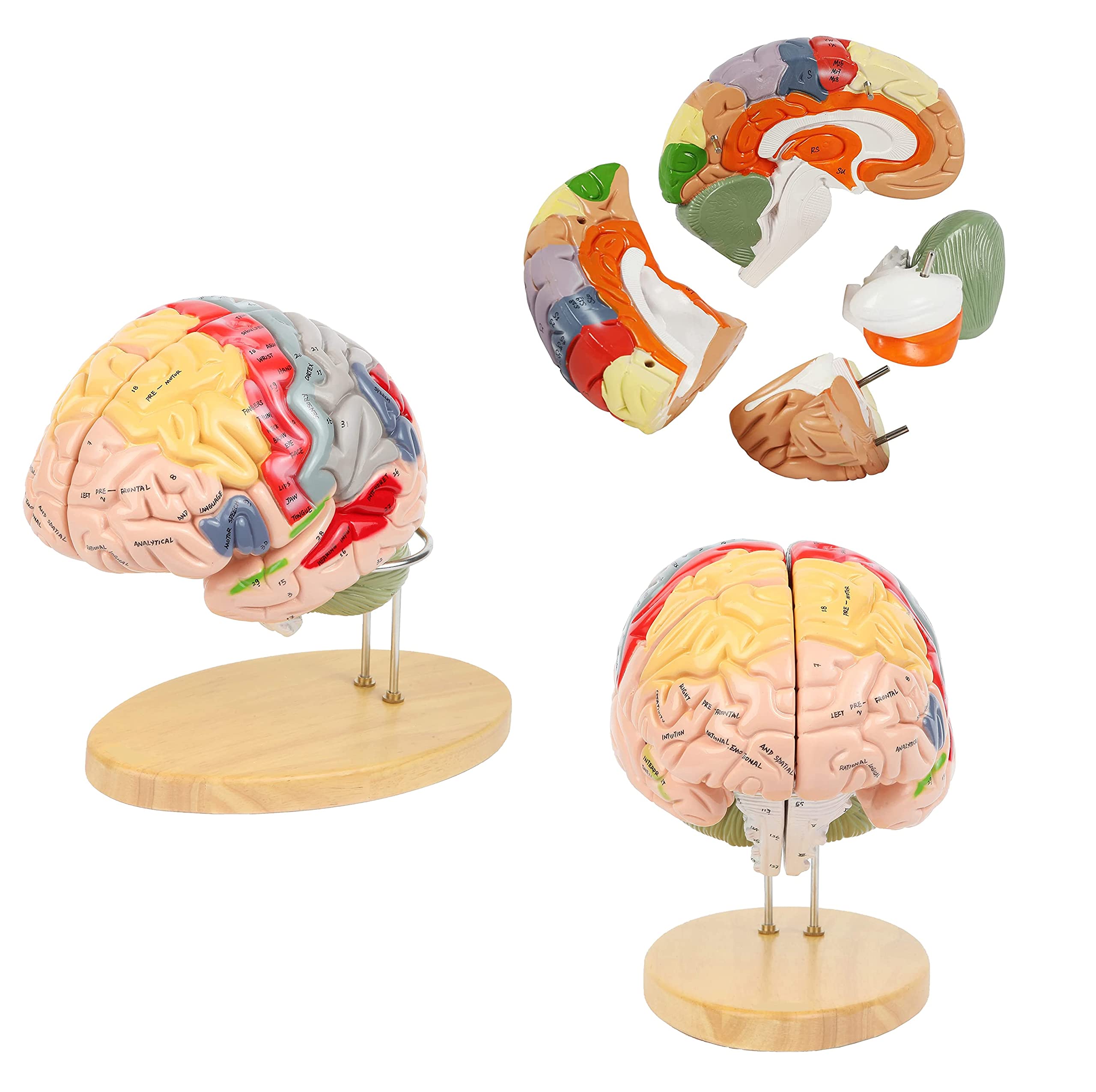 Buy UIGJIOG 2 Times Human Brain Model for Neuroscience Teaching 4Part
