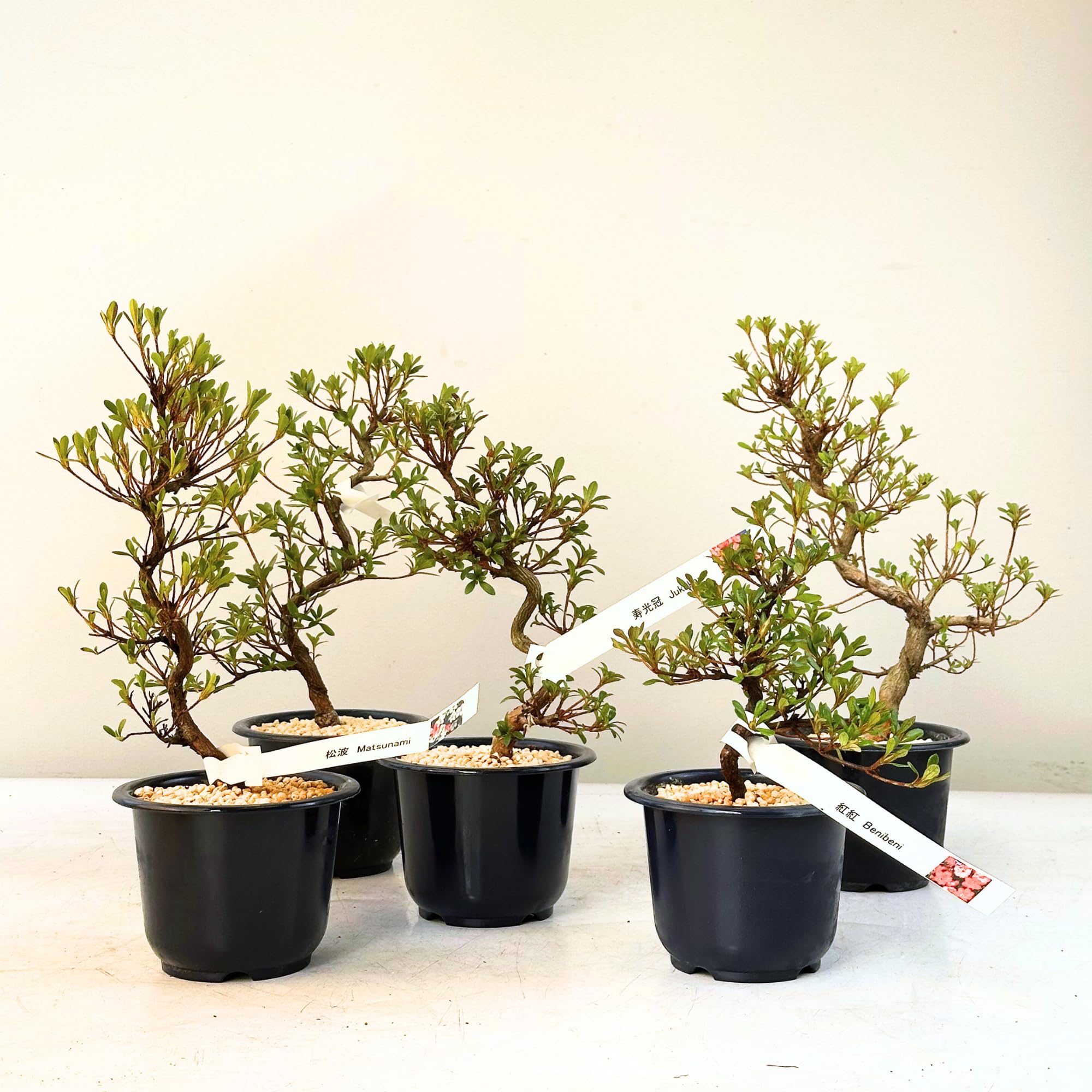 seltene bonsai Kaufen Sie gemischte seltene Rosen-Bonsai-Regenbogen-Blumensamen zum  Pflanzen Lebendige bunte Bonsai-Samen fr Ihren Garten  Pure Asia Seeds