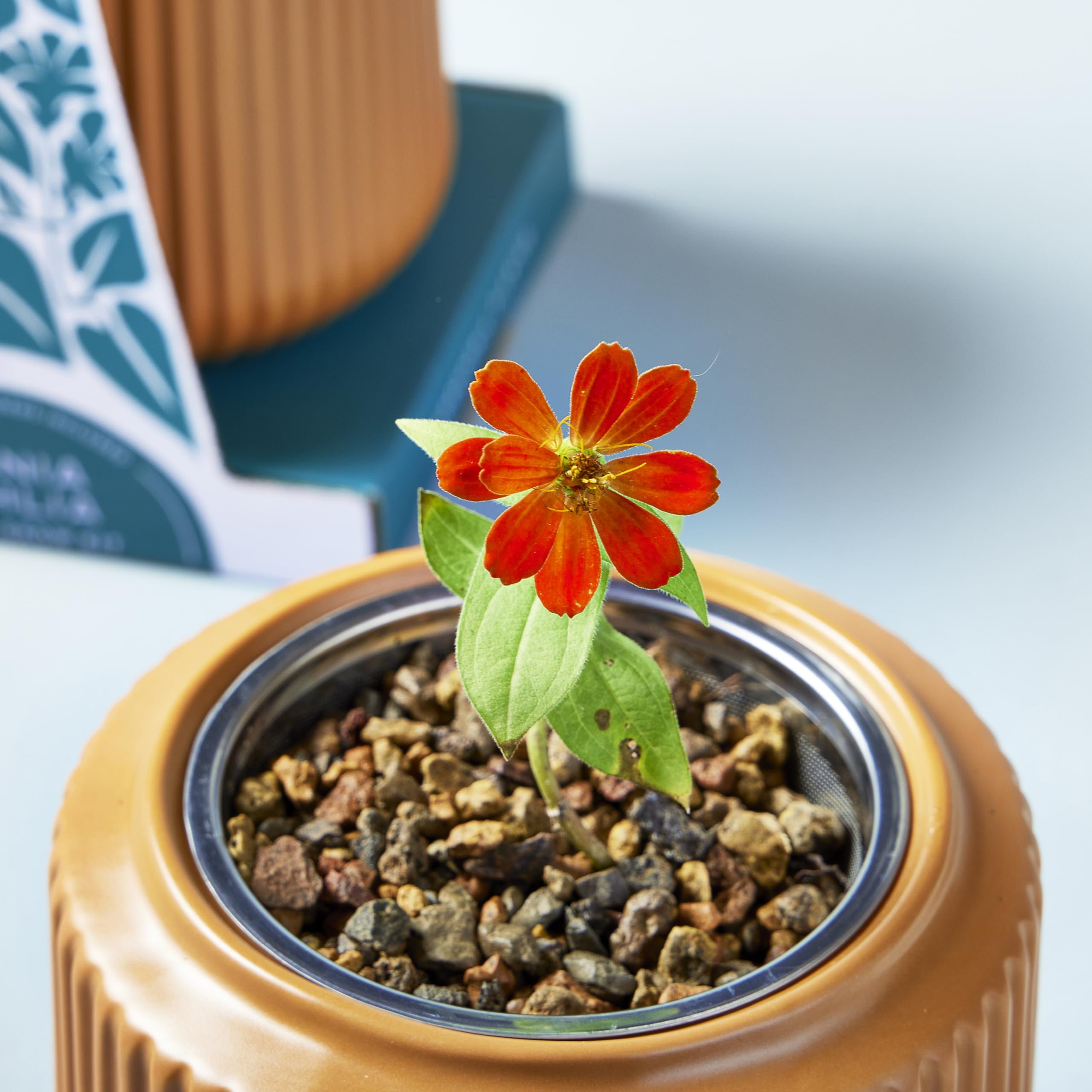 Amazon.com : Modern Sprout Flower Grow Kit - Ceramic Planter with