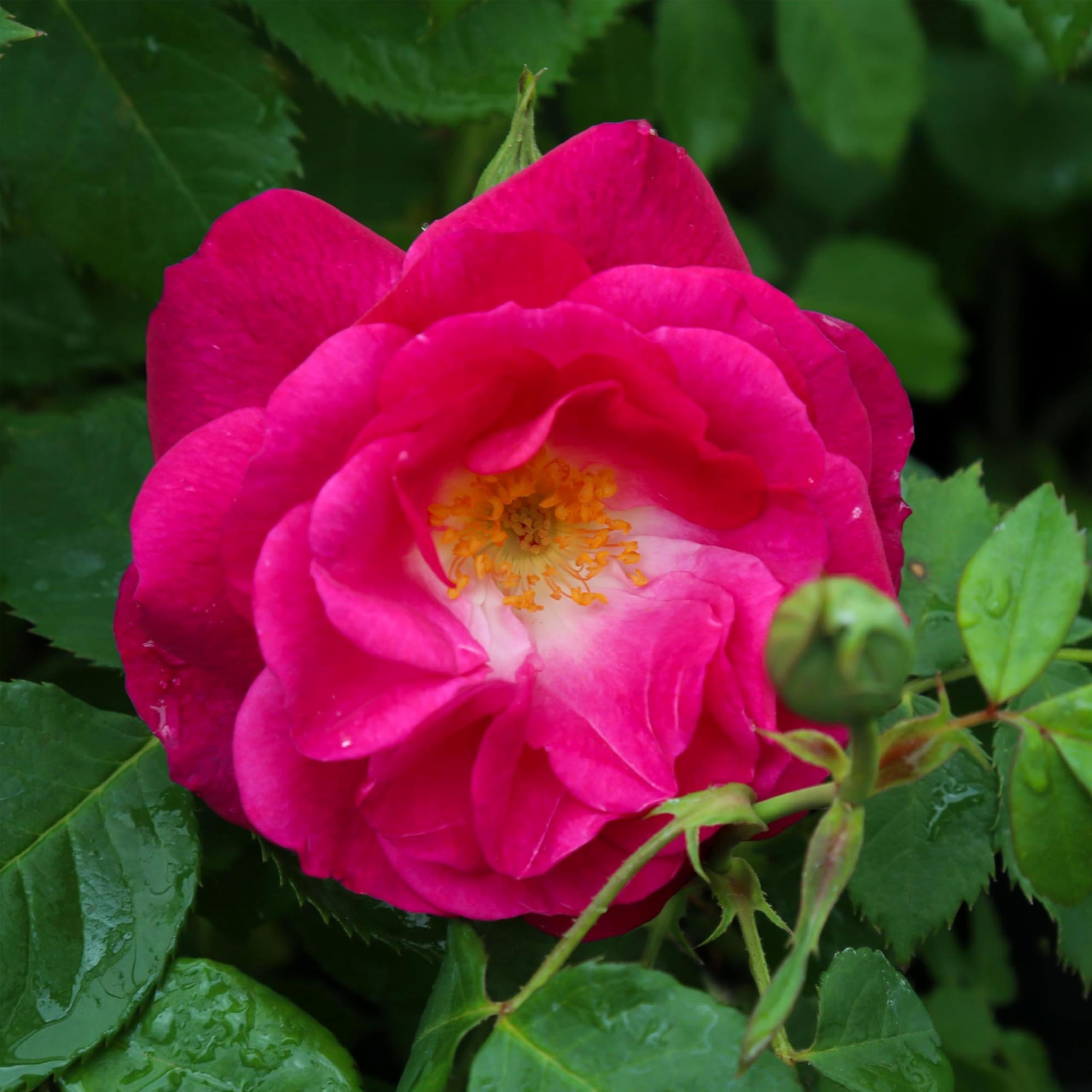 Amazon.com : Heirloom Floribunda Roses, Live Own Root Plant for