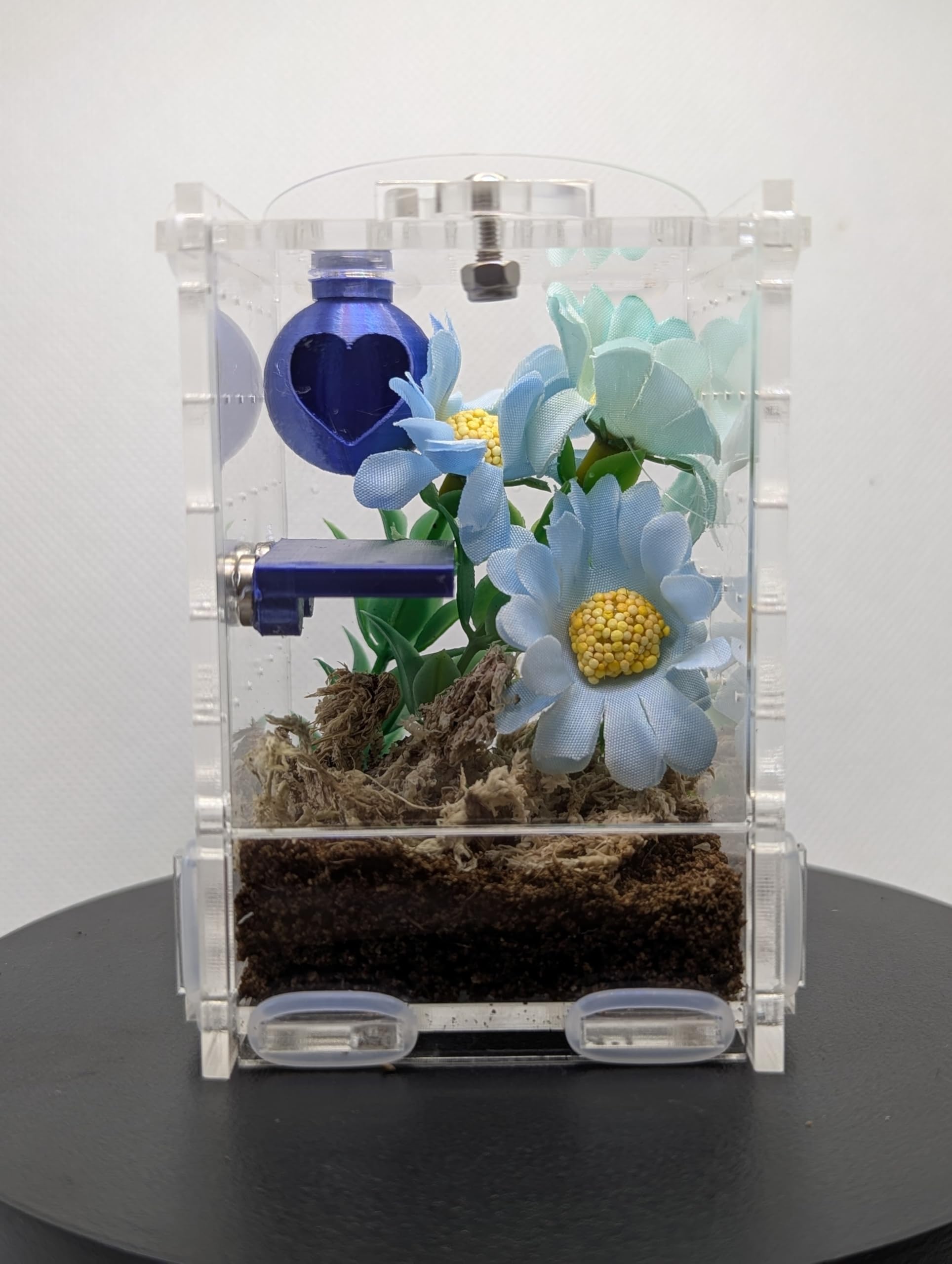 Jumping Spider Enclosure Starter Kit (Blue)