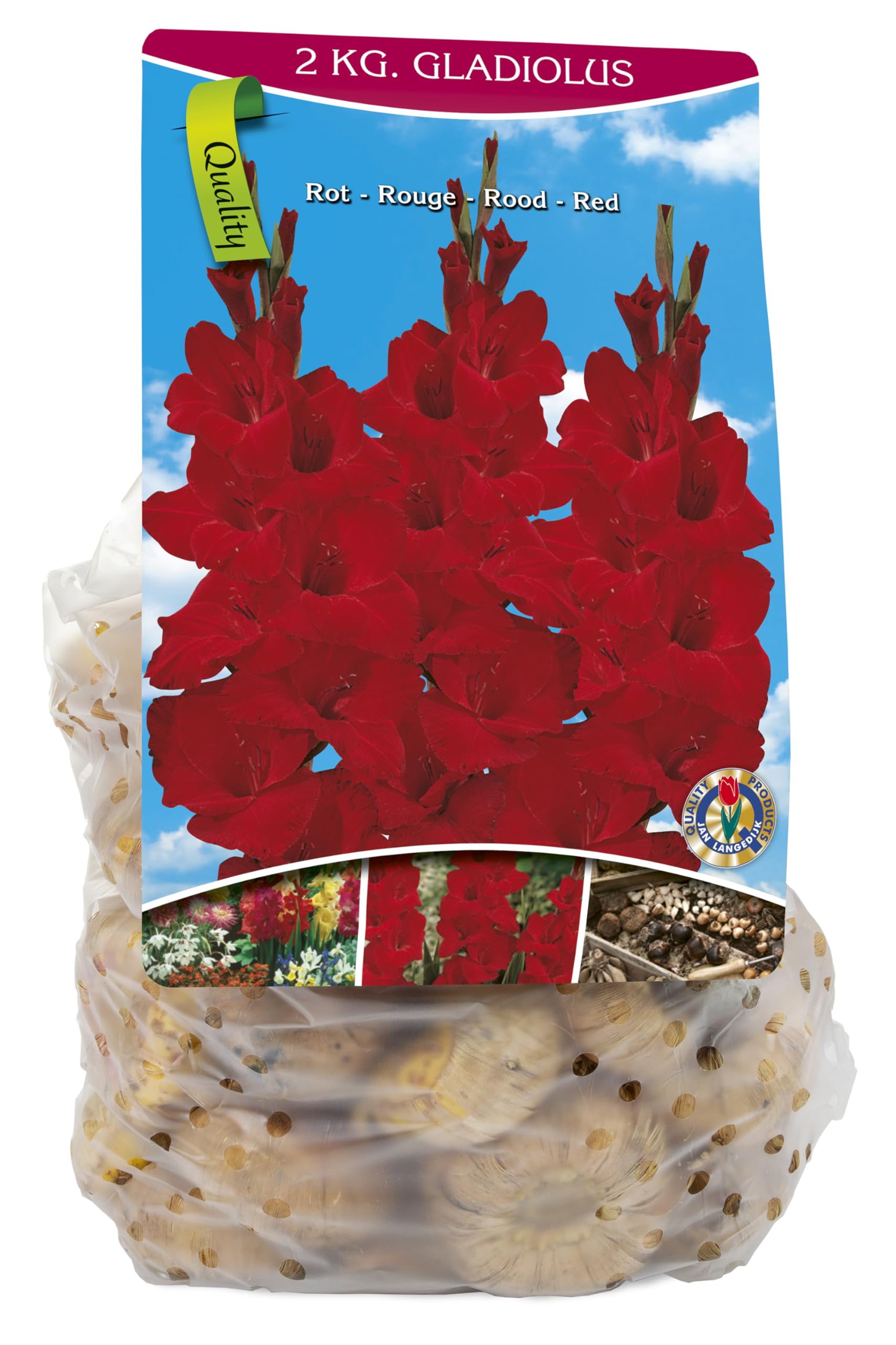 Gladiolen-Zwiebeln Rot 2kg Großpackung | Leuchtender Blumenteppich & Schnittblumen | Juli-Oktober Blüte