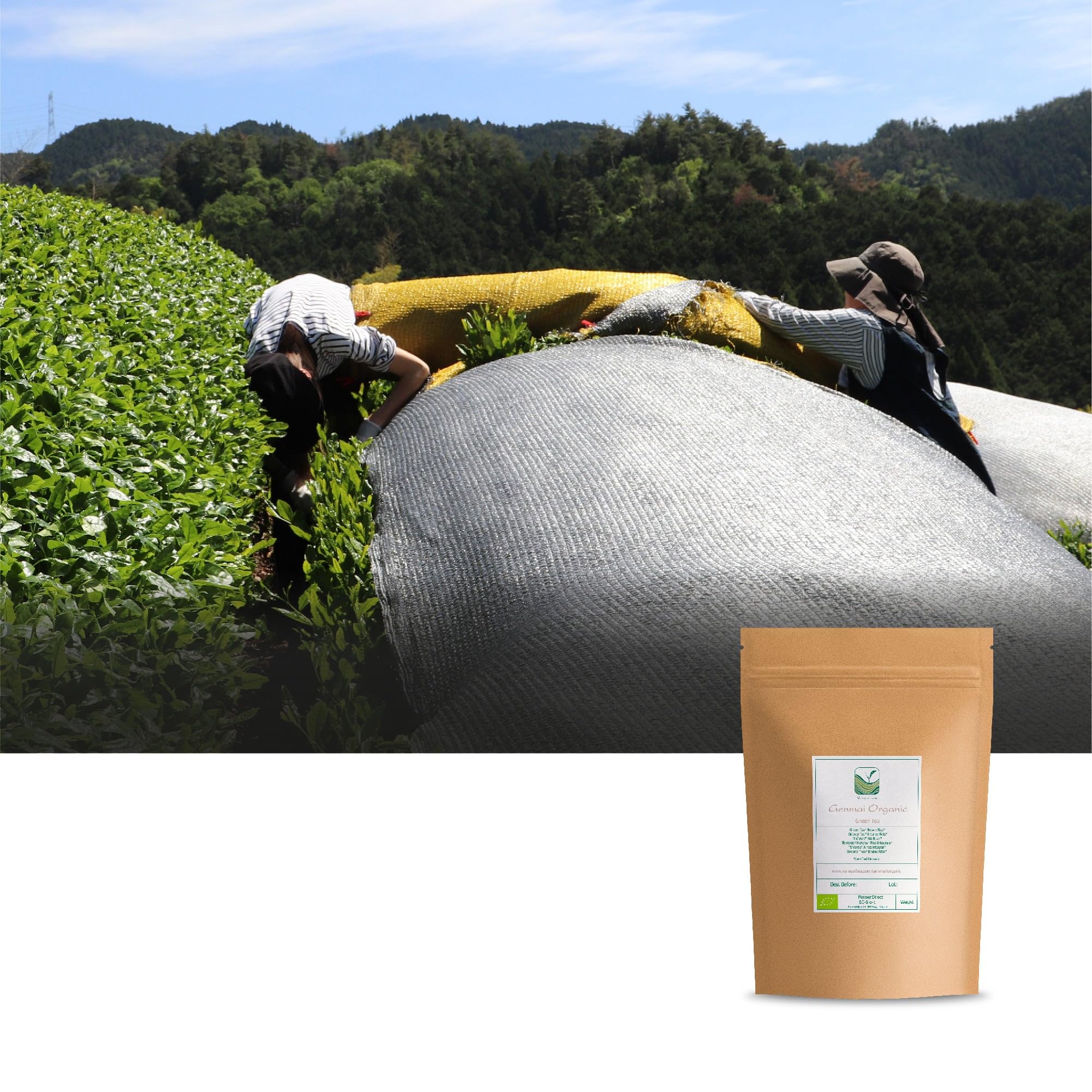 Genmaicha Japanese Rice Tea - Green Genmai Cha Directly From Japan - Toasted Brown Rice Popcorn Tea