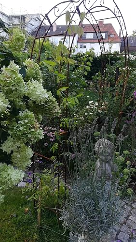 BALDUR Garten Blauregen auf Stamm Wisteria sinensis Glycinie