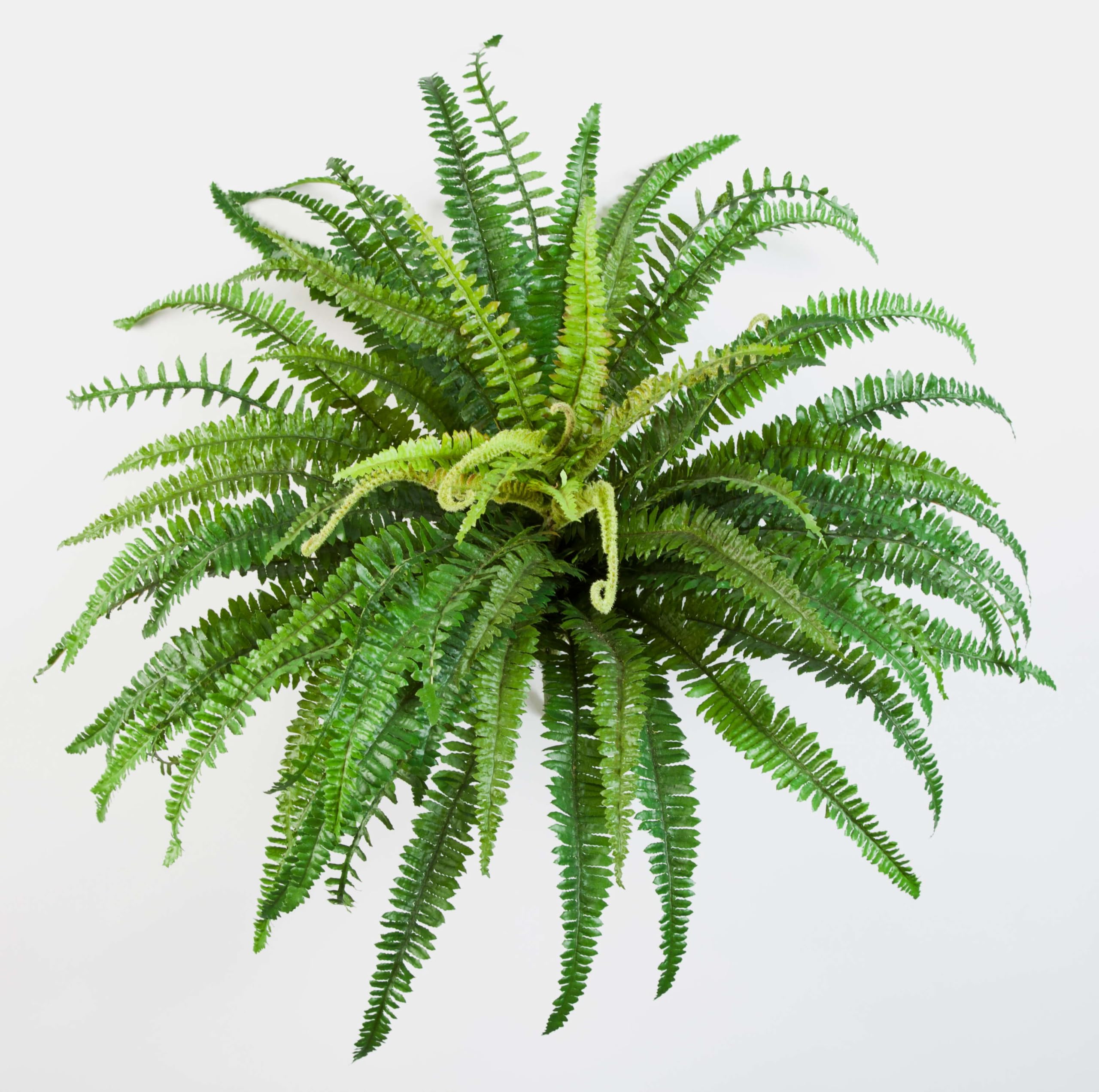 Asplenium Crispy Wave - Felce foglia ondulata