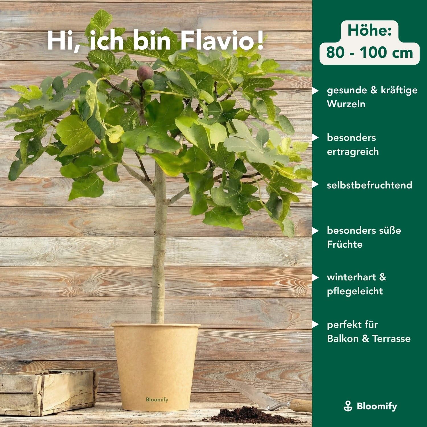 Bloomify® Balkon-Feigenbaum "Flavio" | 80 bis 100 cm großer winterharter Feigenbaum | ertragreiche und pflegeleichte Feige für Garten oder Topf | besonders süße, leckere Früchte | selbstbefruchtend