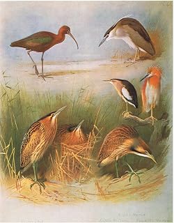 WALLKiART Famous Picture Painting Print Paintings Wall Art Glossy Ibis Common Bittern Night Heron Little Bittern Squacco Heron by Archibald Thorburn Abstract Artwork for Home Decor 60x90cm