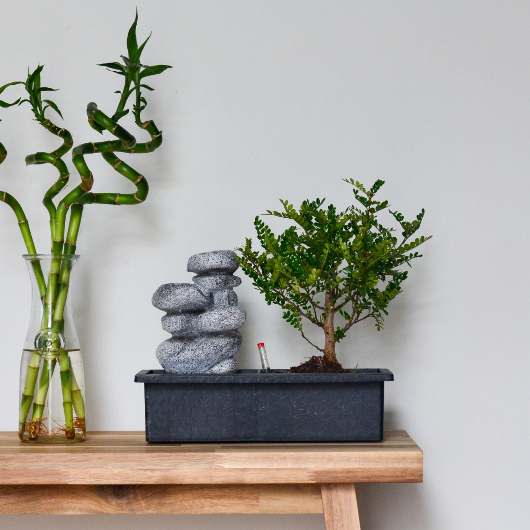 Plant in a Box - Bonsaï avec système d'eau facile à entretenir et cascade d'eau sur des pierres zen - Plante d'intérieur - Hauteur 25-35cm