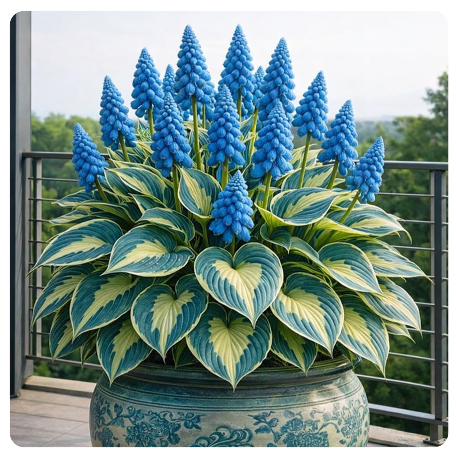 Miste,Bulbi di hosta,Radici Selezionate di hosta in vaso,Resistenti al freddo e all'ombra,Decorazione di giardini e Balconi.-8Rizoma-D