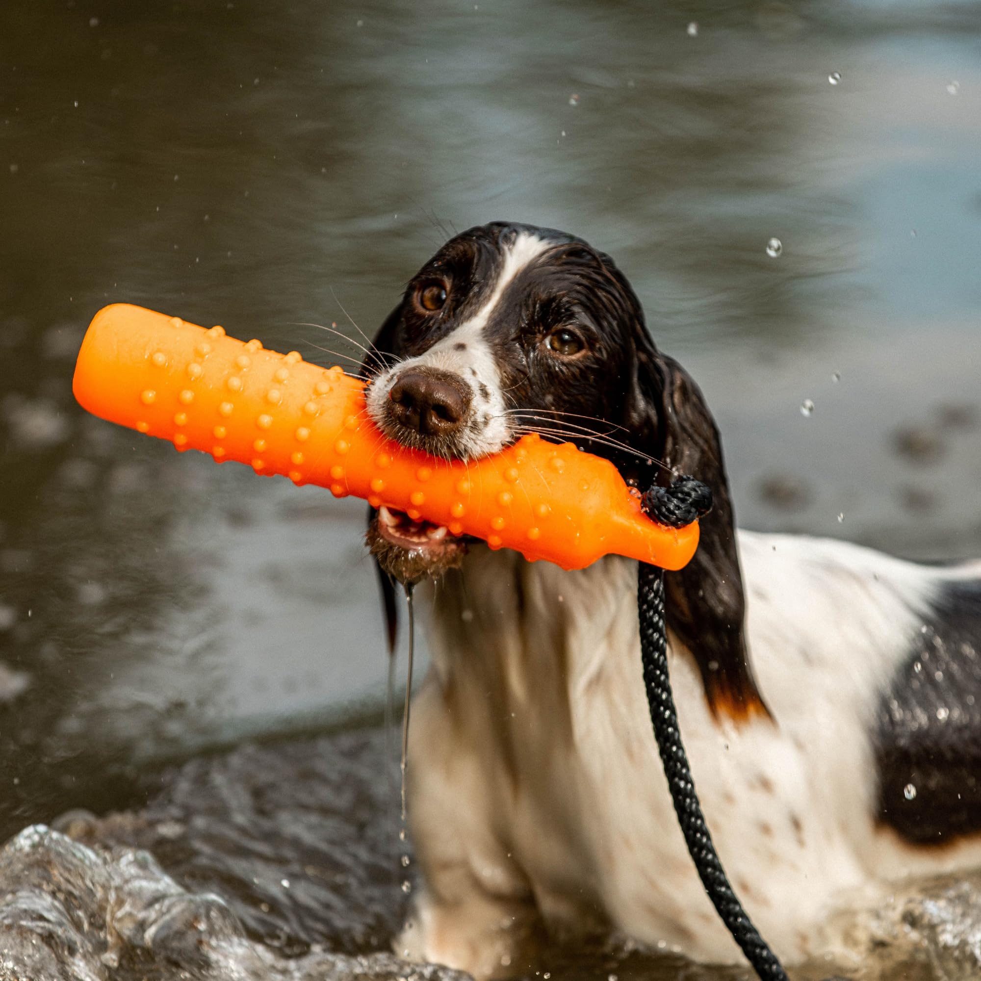 Dog & Field Gundog Water Dummy Jouet flottant pour chien avec cordon de lancement Orange Grande taille Flotteur d'eau en caoutchouc pour entraînement et récupération