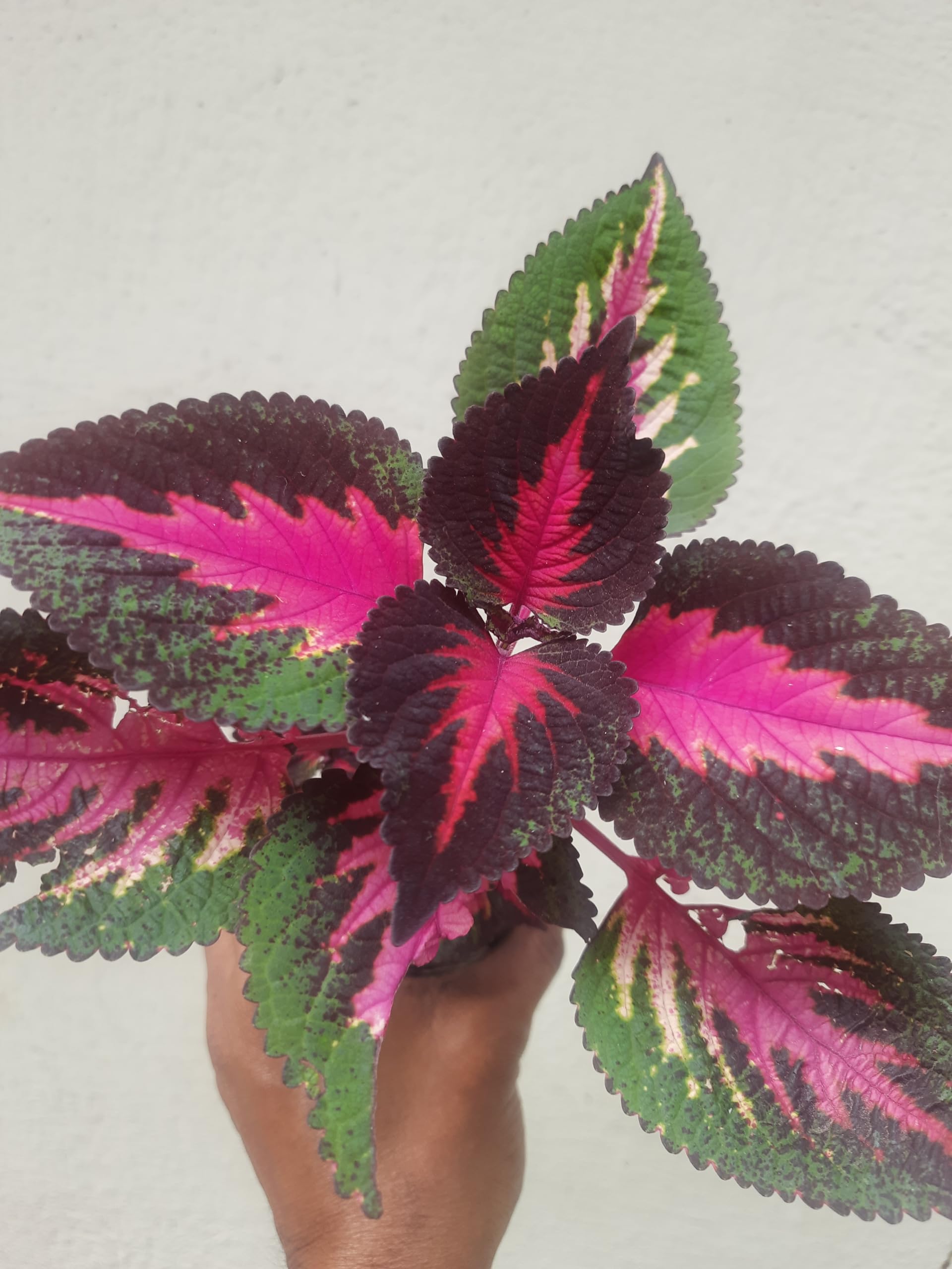 Colious 004 Live Indoor Plant with Vibrant Pink, Purple and Green Variegated Leaves, Decorative Foliage Plant from greEen earth-image-15