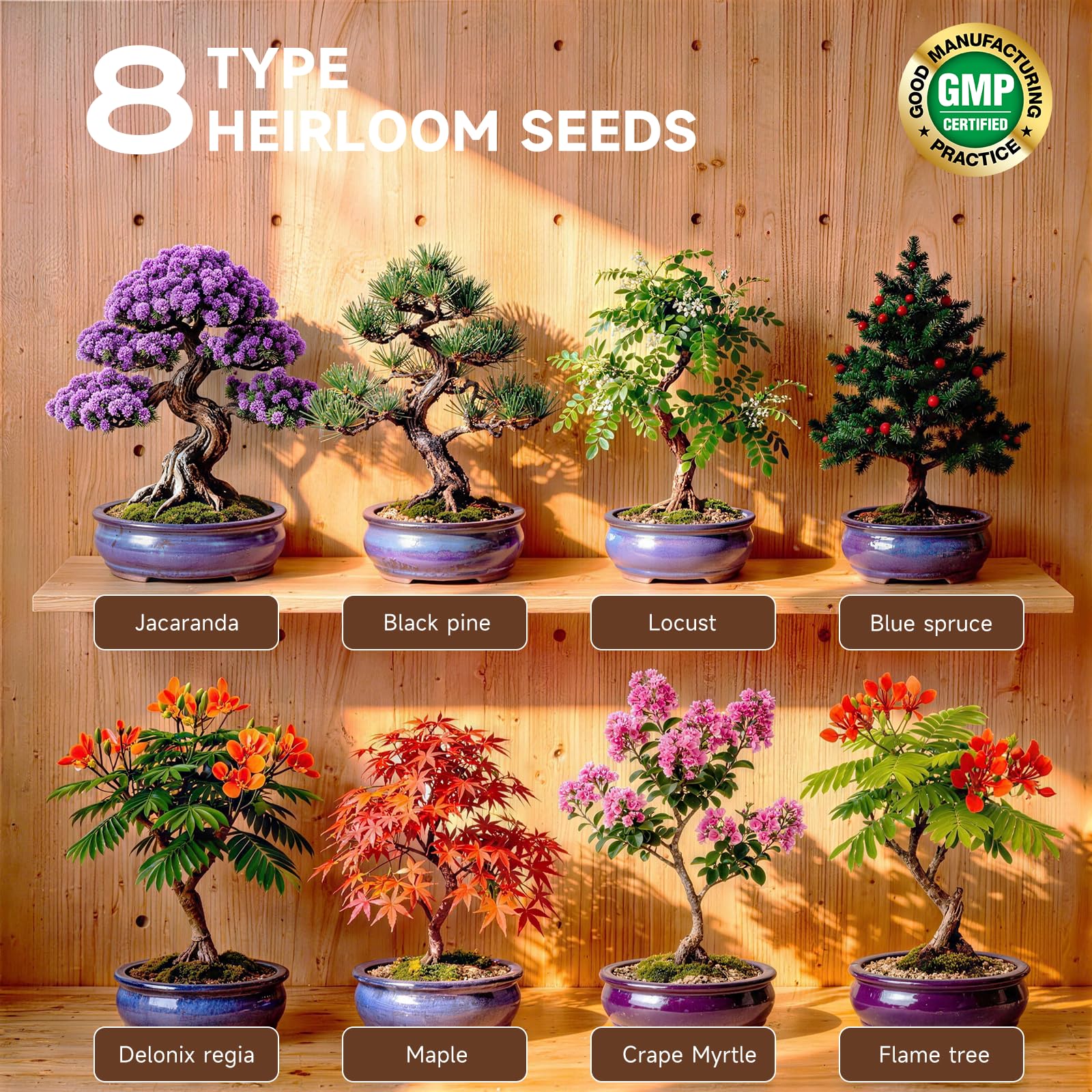 Amazon.com: Bonsai Tree Starter Kit – 8 Varieties Indoor Bonsai