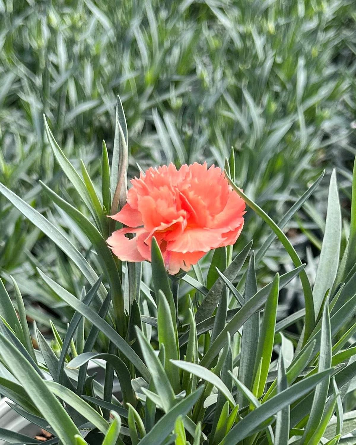 Perennial Farm Marketplace Dianthus SuperTrouper™ 'Orange' (Garden Pinks) Perennial, Size-#1 Container, Orange Flowers