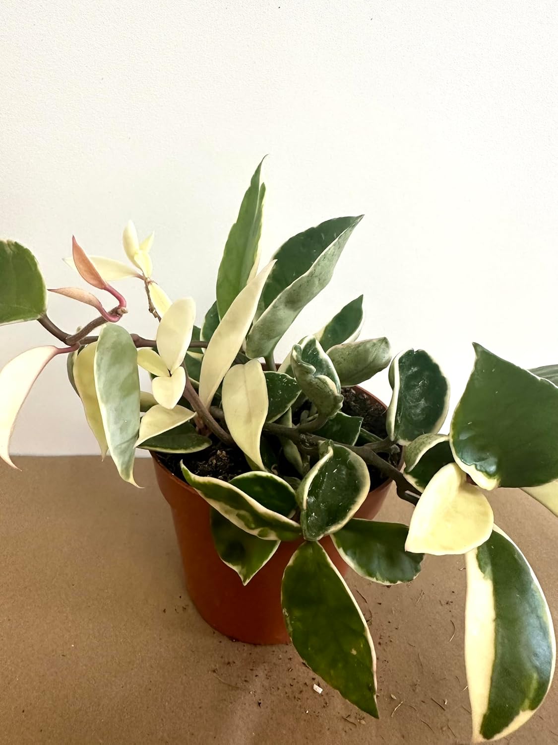 Live Hoya Carnosa Tricolor Variegated Plant in 5" Pot