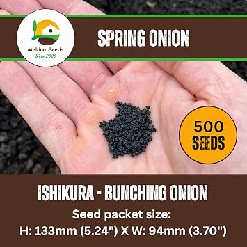 Spring Onion Seeds, Pack of 500 Seeds – Long White Ishikura Spring Onion Planting Seeds for Gardens, Pots & Allotments – Suitable for Indoor & Outdoor Planting – Packed in the UK by Meldon Seeds