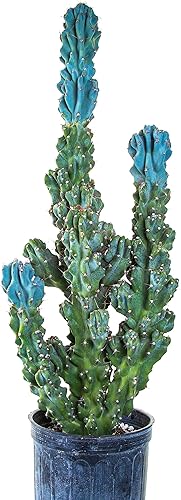 Vista 56 de Cactus Outlet - Totem Pole Live Cactus, plantas de cactus vivas, plantas vivas para uso en interiores y exteriores, 12-18 pulgadas, cactus vivo