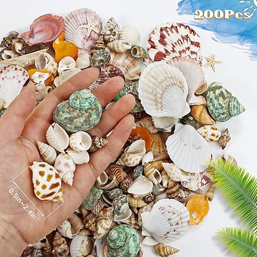 Miniatura 2 de WFPLUS Más de 200 unidades de conchas marinas mixtas de playa de océano, varios tamaños, conchas naturales de mar para pecera, decoración del hogar,
