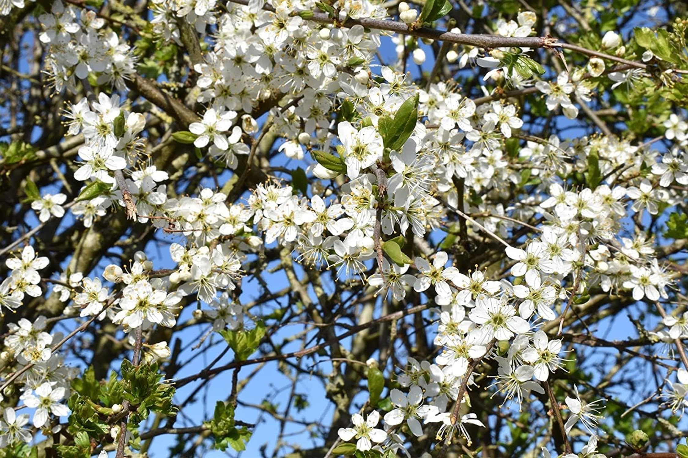 F&G Supplies Hawthorn Hedging Plants, Bare Root Trees, Quickthorn, Whitethorn, Wildlife Friendly Hedge, Grade A Stock Crataegus Monogyna (Single - 10 Packs) (3, 3ft (90cm))