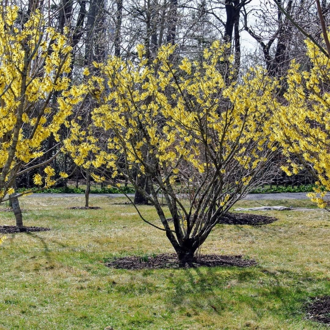 Witch Hazel Tree Shrub, Yellow Witch Hazel Plants Tree Flowering Bushes in Quart Pot Live Plants for Planting