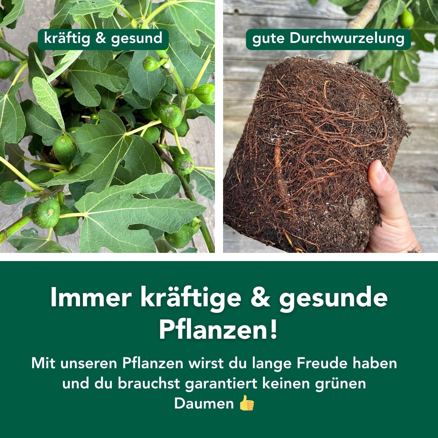 Bloomify® Balkon-Feigenbaum "Flavio" | 80 bis 100 cm großer winterharter Feigenbaum | ertragreiche und pflegeleichte Feige für Garten oder Topf | besonders süße, leckere Früchte | selbstbefruchtend