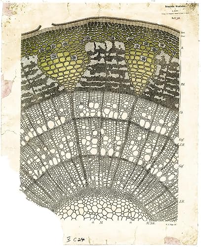 Regalos Delight Laminado 18x22 Poster Education Science Posters Botany plantanatomy dodel Atlas