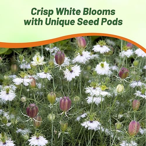 Miniatura 5 de Outsidepride Nigella Marbles Love-in-a-Mist Plantas de flores de jardín - 1000 semillas