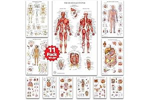 The Art of Science 11 Human Anatomy Posters - Large Laminated Anatomical...