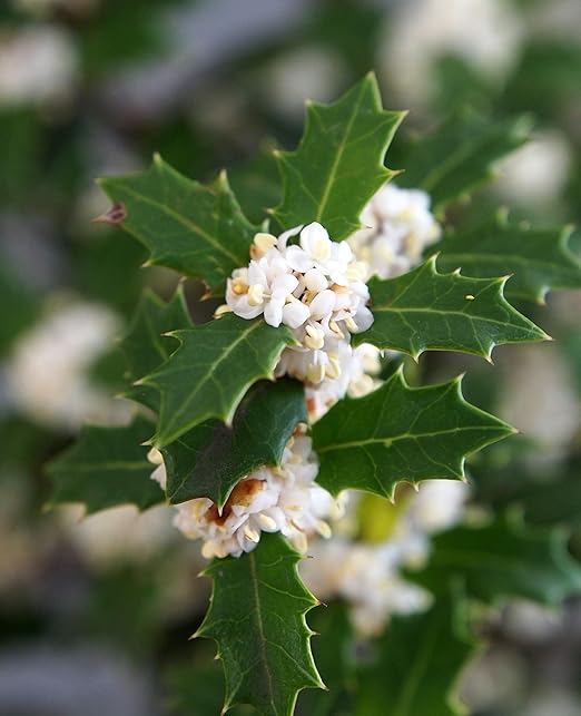 Amazon はなみどり 香り姫ヒイラギ 苗木 2株 白 植木